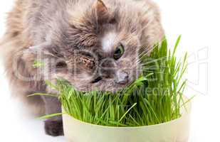A pet cat eating fresh grass
