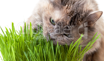 A pet cat eating fresh grass