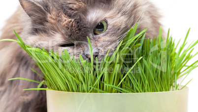 A pet cat eating fresh grass