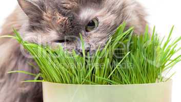 A pet cat eating fresh grass