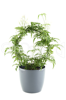 Jasmine - potted plant