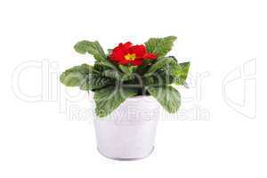 Red Primrose potted plant