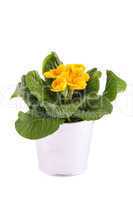 Yellow Primrose potted plant