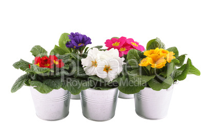 Many Primrose potted plants