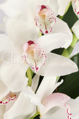 White orchid