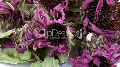 Echinacea dried flowers, tea