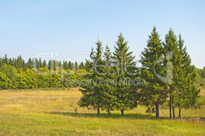 firs in the meadow