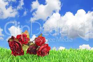 Red flowers on the grass