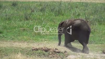 Afrikanische Elefanten (Loxodonta africana)