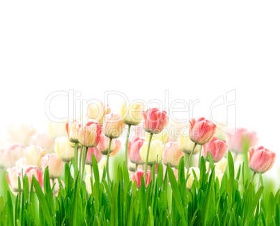 Tulips