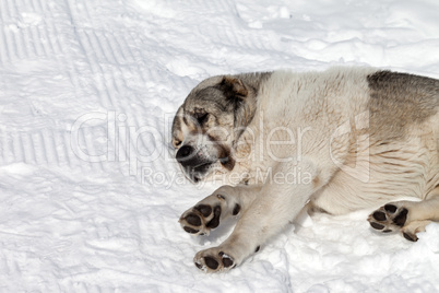 Dog sleeping on snow