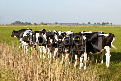 Junge Rinder mit Ohrmarke auf grüner Weide