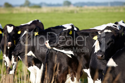 Junge Rinder mit Ohrmarke auf grüner Weide