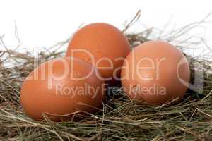 Chicken eggs in nest