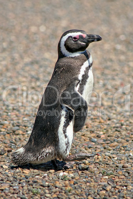 Magellan Pinguin