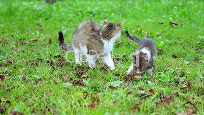 Cat with three kitten eat outside