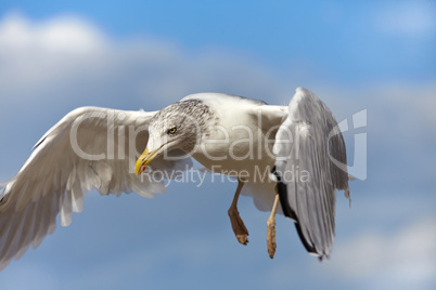 Nahaufnahme einer Möwe im Flug vor blauem Himmel