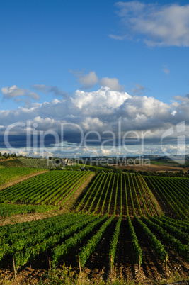 Chianti Landscape