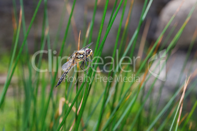 libelle auf grashalm