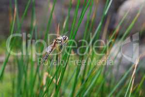 libelle auf grashalm
