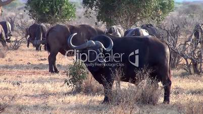 Afrikanische Büffel (Syncerus caffer)