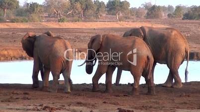 Afrikanische Elefanten  (Loxodonta africana)