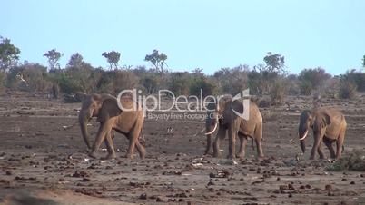 Afrikanische Elefanten  (Loxodonta africana)