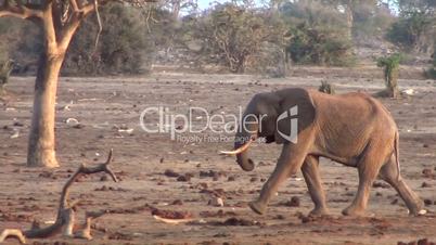 Afrikanischer  Elefant  (Loxodonta africana)