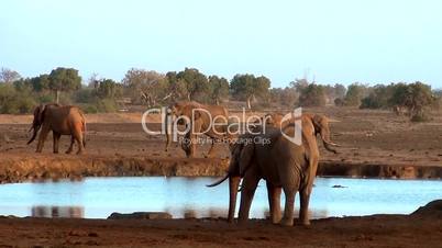 Afrikanische Elefanten  (Loxodonta africana)