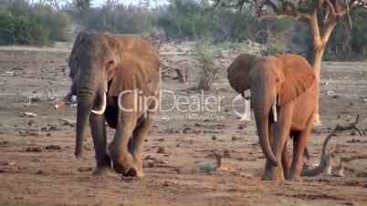 Afrikanische Elefanten  (Loxodonta africana)