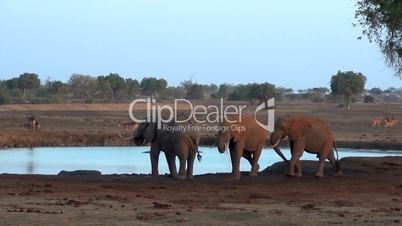 Afrikanische Elefanten  (Loxodonta africana)