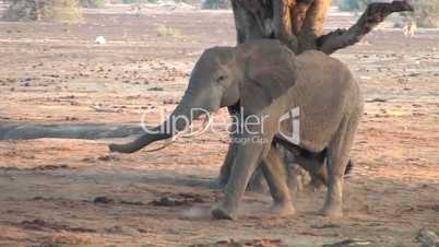 Afrikanischer  Elefant (Loxodonta africana)