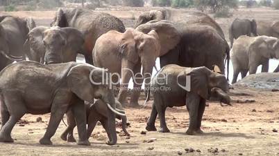 Afrikanische Elefanten  (Loxodonta africana)