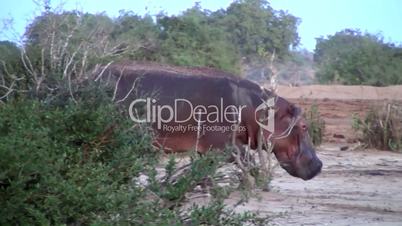 Flusspferd (Hippopotamus amphibius)