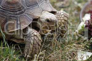 Spornschildkröte