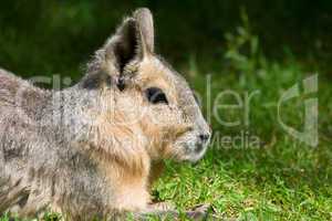 Patagonian Mara