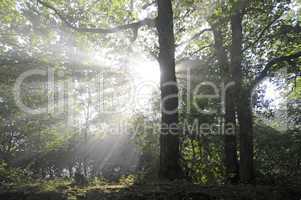 Sonnenstrahlen im Wald