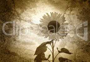 Altes Foto - Die Sonnenblume