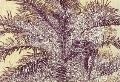 Palm Nut Harvesting