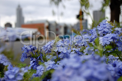 Street flowers