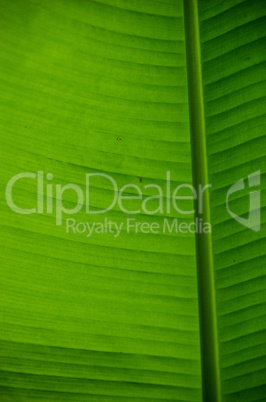 Green leaf background