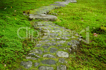Pathway through moss