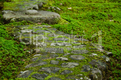 Pathway through moss