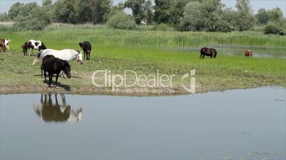 black and white horse on river