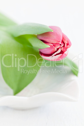 Tulpe / tulip