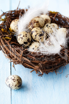 Nest mit Eiern / nest with eggs