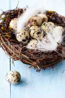 Nest mit Eiern / nest with eggs