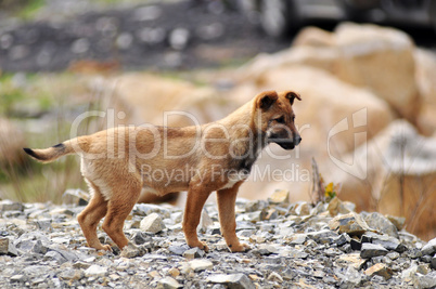 Dog puppy on the rocky ground