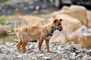 Dog puppy on the rocky ground