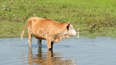 cow standing in water